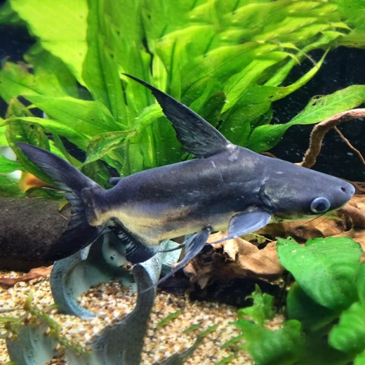 Paroon Shark_South east Asia