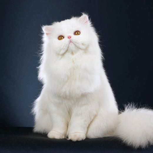Persian_Cat_Iran_Afghanistan