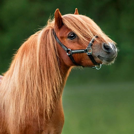 Pony_Scottish Highlands