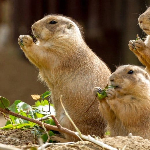 Prairie Dogs-North America