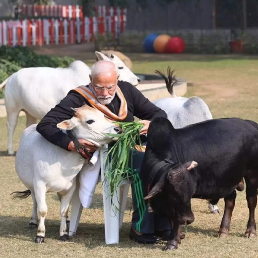 Punganur_Dwarf_Cattle_India