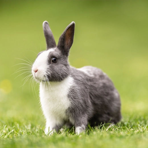 Rabbits