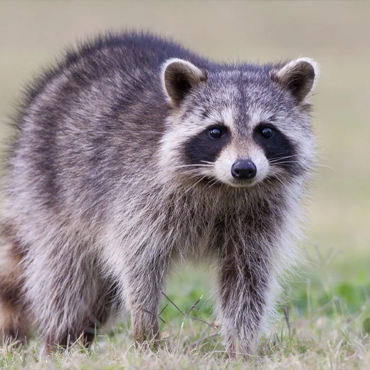 Raccoon_North America