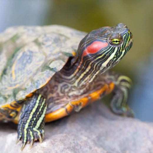 Red Earred Sliders-USA