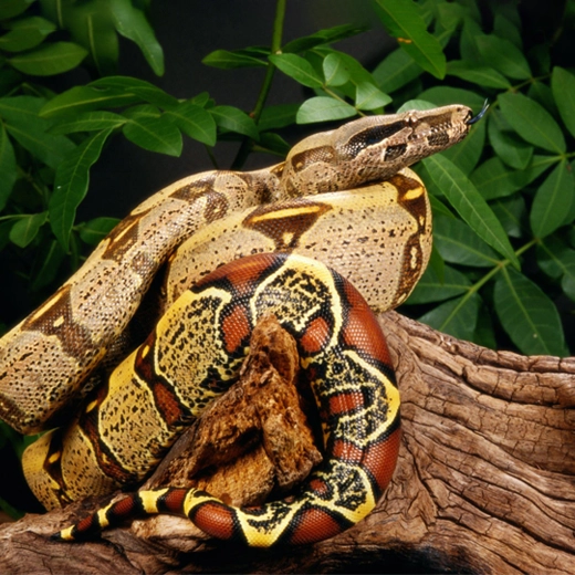 Red Tail Boa-South America