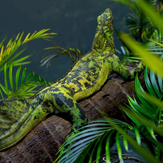 Sailfin Dragon-Southeast Asia