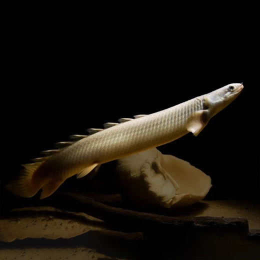 Senegal Bichir_Africa