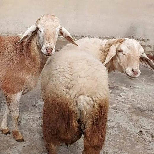 Sheep , India