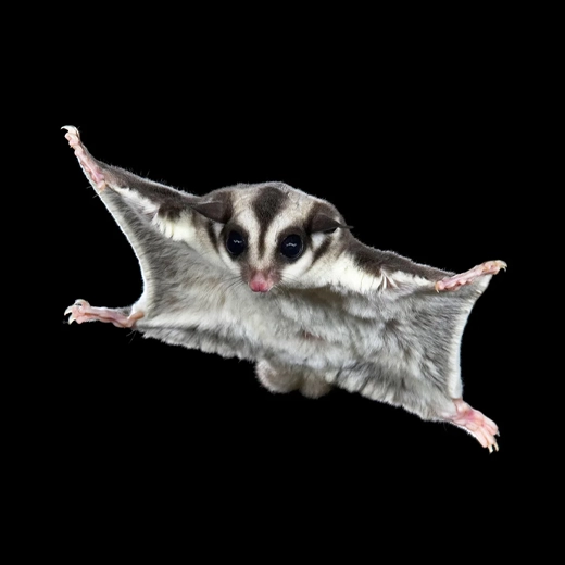 Sugar_Glider_Australia